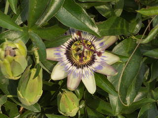 PRETTY PASSIONFLOWER