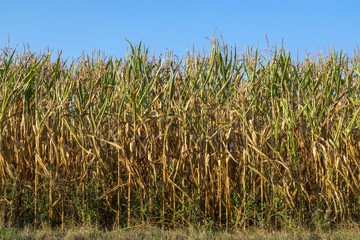 Trockenheit, vertrocknete Maispflanzen