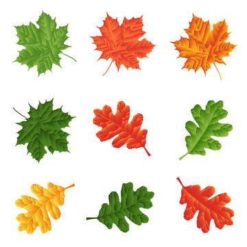 A set of oak and maple leaves isolated on a white background without a shadow. Seasons.
