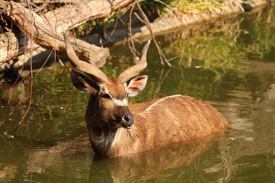 Tragelaphus spekii - sitatunga antelope in water