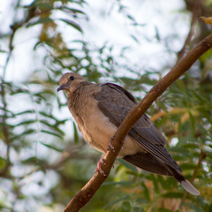 Dove in tree