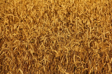 Golden ears of wheat close-up on the field in autumn - cereals, agriculture, bread, farming