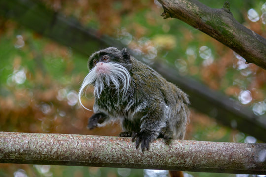 Le tamarin empereur