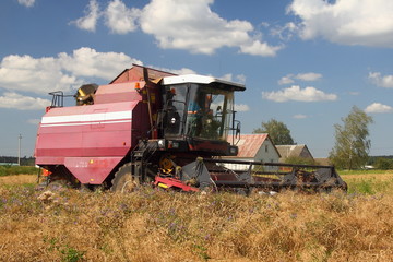 Obraz premium Harvesting, harvest - red-white harvester combine on the field in the village harvests wheat on the background of trees on horizon and blue sky with clouds in the summer - agriculture, farming