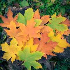 Naklejka na ściany i meble Yellow, green, orange and brown maple leaves lie on a stump in autumn