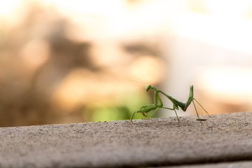 Silhouette of Bright green predatory praying mantis standing on gray deck looking over shoulder at camera