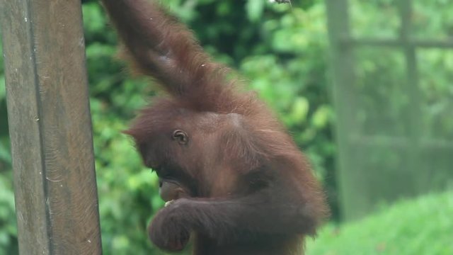 young male orangutan eating friuit