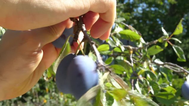 Man hands picking plums