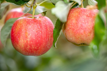 ripe red speckled apples on tree