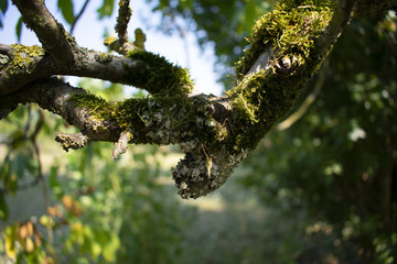 Branche chêne noueuse couverte de mousse