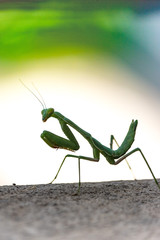 Silhouette of Bright green predatory praying mantis standing on gray deck looking over shoulder at camera
