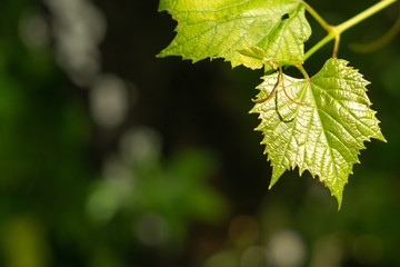 Vernal young grapevine in garden. Macrophoto