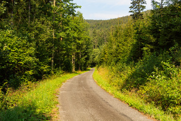 Sunshine forest trees. Sun through green forest nature. Forest in light. Summer forest. Tranquility of green forest nature