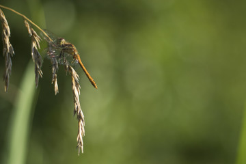 the Dragonfly on a leaf of oak. Green background. Empty place for an inscription