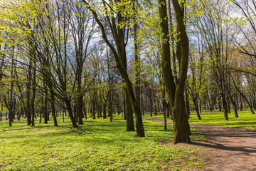 Naklejka premium View of a beautiful green park