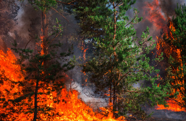  wildfire, burning pine forest .