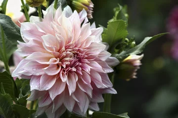 Photo sur Plexiglas Dahlia Dahlia rose pâle