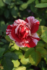 Sentimental Rose