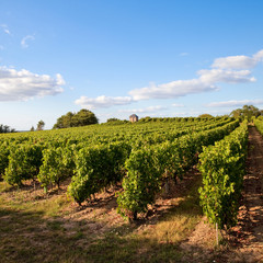 Fototapeta na wymiar France > Anjou > Vignoble > Vin