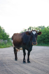the red-and-white cow stands on a country road (side standing, vertically )