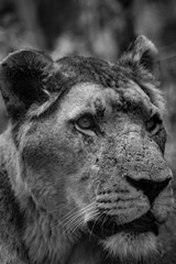 Naklejka premium lion