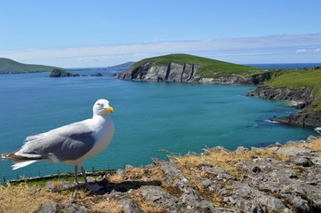 Seagull on cliff 