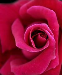Fototapeta na wymiar Beautiful flower close up view on dark background