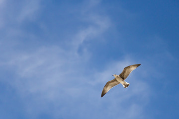 Obraz premium Flying seagull with wings spread and cloudy blue sky in the background