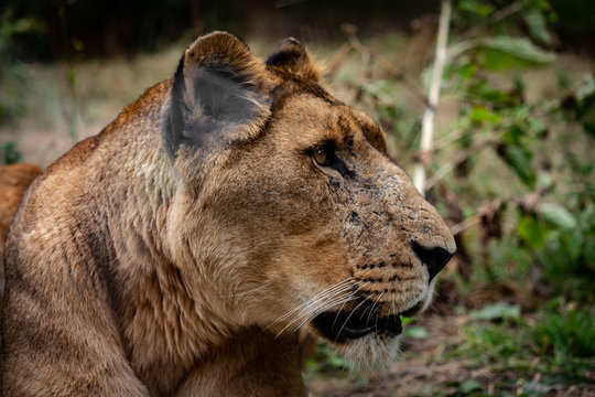 lion
