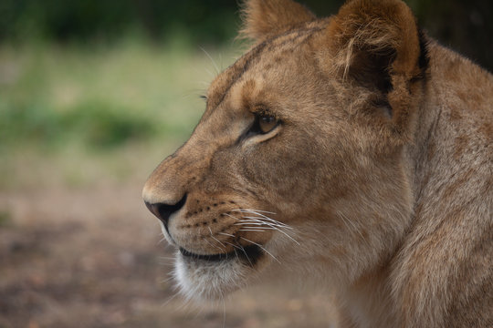 lion