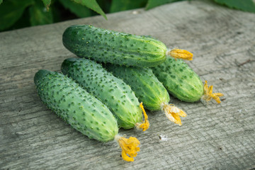 Freshly harvested pickling cucumbers on rustic dark wood from above.
