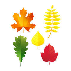 Autumn leaves set. Simple fall leaf cartoon flat style isolated on white background.