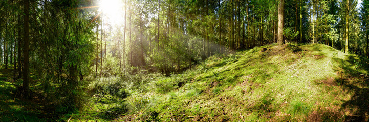 Glade in the forest with bright sun shining through the trees
