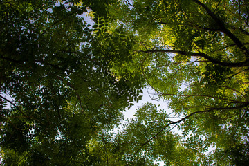 Japanese Pagoda tree sky