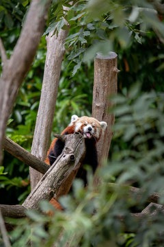 panda roux