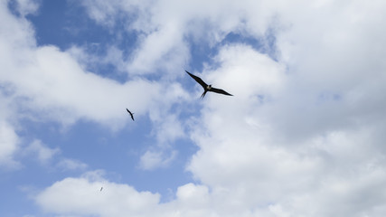 Rain clouds, illuminated, and with Fregata magnificens seagulls in elegant flight, seen from Itaipu fishermen's beach, Niteroi, Rio de Janeiro.