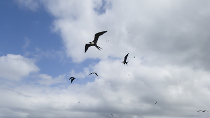 Rain clouds, illuminated, and with Fregata magnificens seagulls in elegant flight, seen from Itaipu fishermen's beach, Niteroi, Rio de Janeiro.