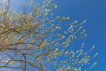 branches of a tree with blossoming leaves in early spring
