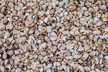 Seashell background