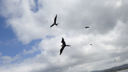 Obraz premium Rain clouds, illuminated, and with Fregata magnificens seagulls in elegant flight, seen from Itaipu fishermen's beach, Niteroi, Rio de Janeiro.