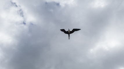 Rain clouds, illuminated, and with Fregata magnificens seagulls in elegant flight, seen from Itaipu fishermen's beach, Niteroi, Rio de Janeiro.
