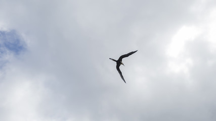 Rain clouds, illuminated, and with Fregata magnificens seagulls in elegant flight, seen from Itaipu fishermen's beach, Niteroi, Rio de Janeiro.