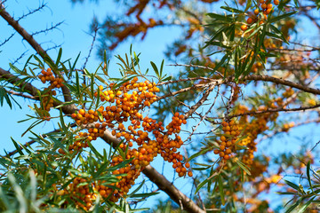                              Sea buckthorn bush with Yellow berries ( Hippophae rhamnoides, Sandthorn, Sallowthorn or Seaberry ) with blue sky on a background.  