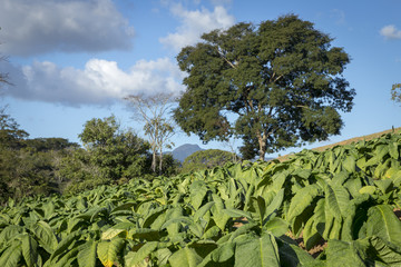 Área plantada com fumo em propriedade rural brasileira