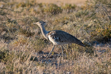 Kori Bustard bird walking though grassland in early mornig light looking for food, Etosha National Park, Namibia