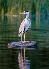 The Heron
