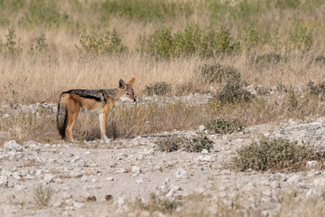 Black backed jackal in white desert rocks and yellow grassland lookign to one side, Etosha National Park, Namibia