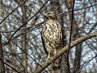 Red-Tailed Hawk 2