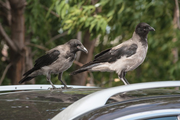 Two walking crows in the city
