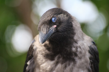 The crow looking at you
